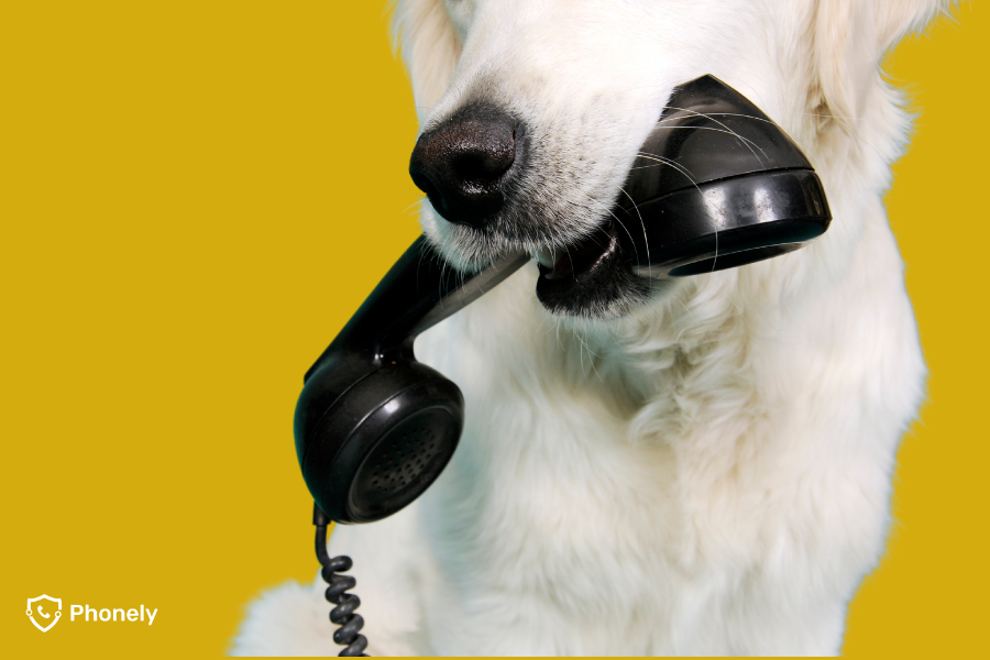 Moving to digital voice with Phonely is as smooth as a puppy's coat!